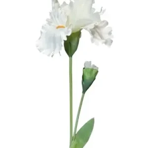 Popularny Irys Biały Wys. 80cm