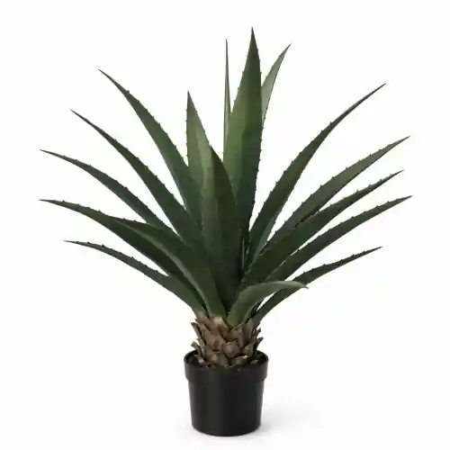 Agava Wys. 100cm Kup online